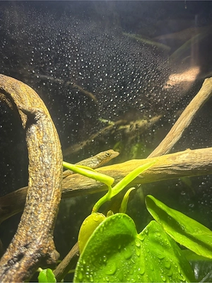 1.2 Anolis sagrei Bahamaanolis Bild 2