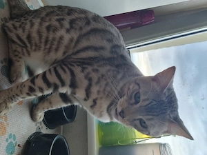 Smokey sucht ein neues Zuhause 