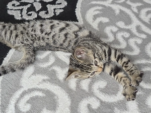 Bengal Mix Katerchen 8 Wochen alt.