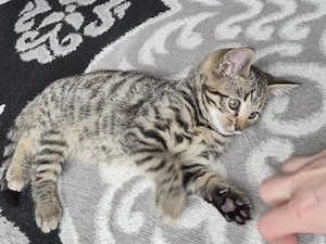 Bengal Mix Kater 9 Wochen alt. 