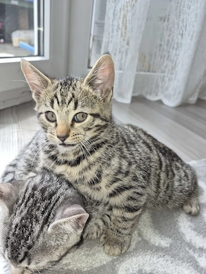 Bengal Mix Kitten ( nur noch der eine sucht neues Zuhause)