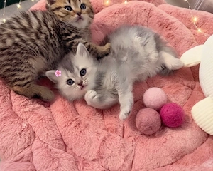 Zuckersüsse Reinrassige Bkh Kitten Bild 6