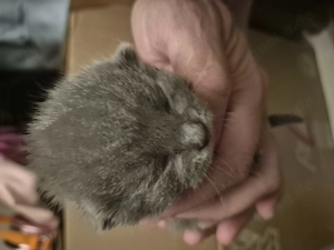 Süsse   Rassen   Kitten 