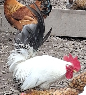 Chabo Hahn, Zwerghahn