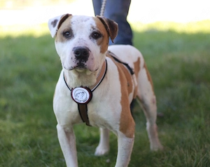 Yukon sucht ein Zuhause