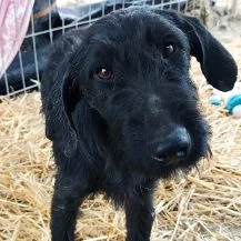 Mikkel im Wachstum - Der einsame Hundejunge