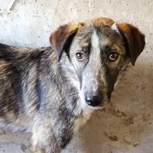 Aylin ca. 45 cm - Das sanfte Seelchen