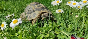 Kleine Schildkröte sucht ein neues Zuhause 