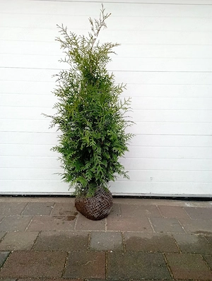 Thuja Brabant, Heckenpflanzen 