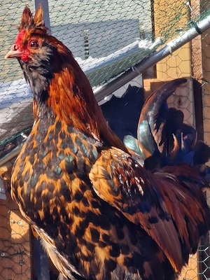 Pawlowskaja Hühner Bruteier 