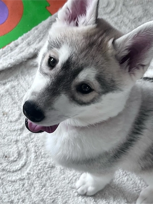 Suka sucht ihr neues zuhause 