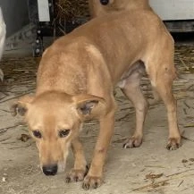 Aro D ca. 40 cm - Mit den treuen Augen