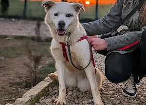 Babsi sucht dringend ein schönes Zuhause!