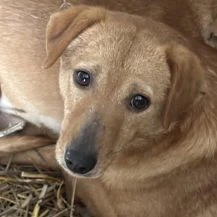 Alvi ca. 42 cm   Der Sanfte