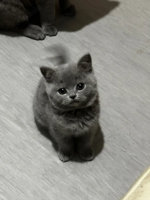 Britisch Kurzhaar-Kätzchen, 12 Wochen alt, 