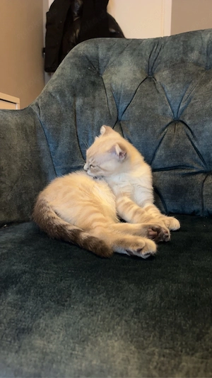 verspielte und zutrauliche Katze 3 Monate alt