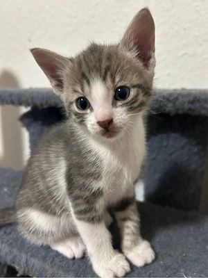 Kettenkater britisch Kurz