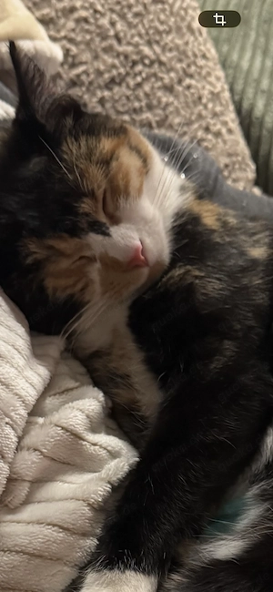 Wunderschöne Glückskatze 8 Monate sucht Traumzuhause mit Garten und Familienanschluss 