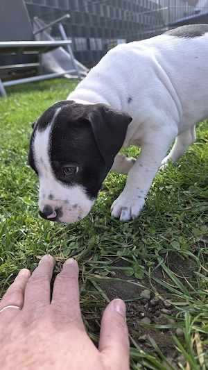 Staffordshire in absolut liebevolle Hände abzugeben 