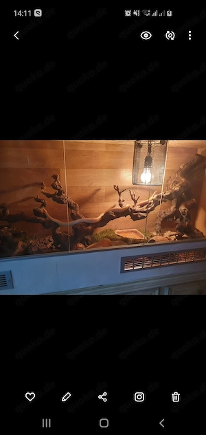 Kornnatter mit großem Terrarium und Zubehör  Bild 2