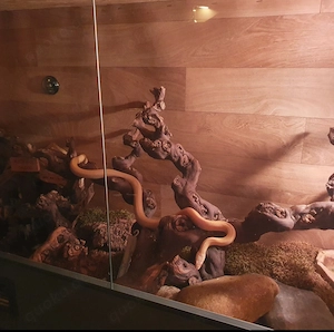 Kornnatter mit großem Terrarium und Zubehör 