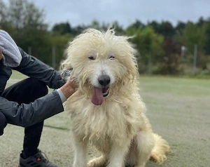 Eisbär Wooly sucht sein Für-Immer-Zuhause