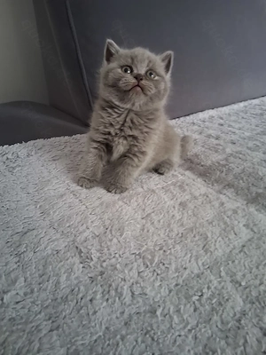 Reinrassige BKH Kitten