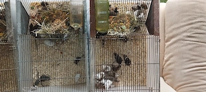 Komplett abgabe Ca.60+- Farbmäuse + VZM gemischt + 2 T4 Boxen 