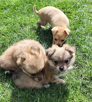 Pomeranian (Zwergspitz) - Yorkshire Terrier -  Welpen