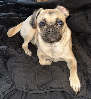 Retromops-Hündin (1 Jahr) sucht neues Zuhause