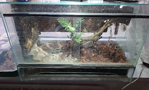 Terrarium mit Frosch zu verkaufen