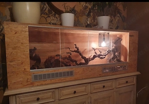 Kornnatter mit großem Terrarium und Zubehör  Bild 3