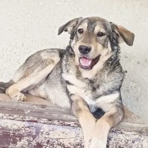 Kaji ca. 48 cm  Sucht seine Menschen