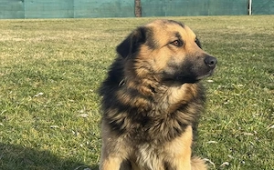 Loyaler Piky sucht seine Menschen