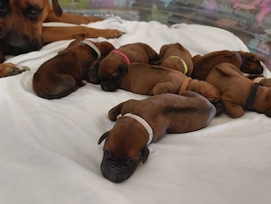 Ridgeback -Mix -Welpen 