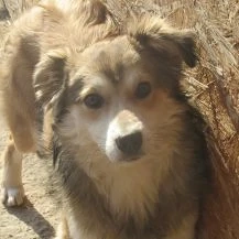 Bosse P im Wachstum   Zarte Maus