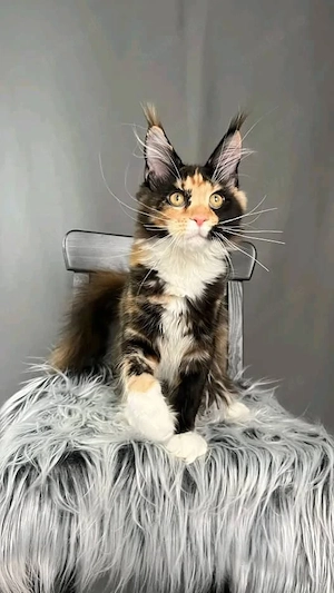 Wunderschöne Kätzchen zu verkaufen   Alle geimpft    Bild 2