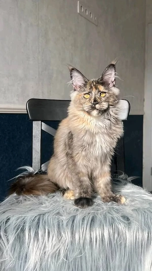 Wunderschöne Kätzchen zu verkaufen   Alle geimpft    Bild 5