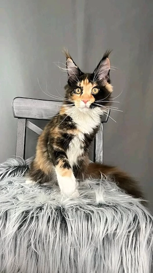 Wunderschöne Kätzchen zu verkaufen   Alle geimpft    Bild 3