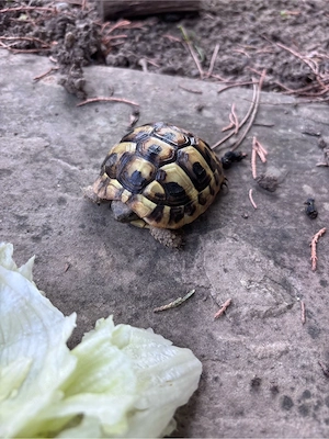 Grieschische Landschildkröte NZ 2023