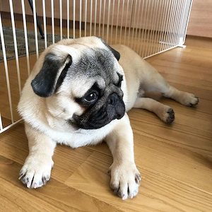 Reinrassiger männlicher Mopswelpe