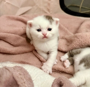 Seltene und wunderschöne BKH Kitten