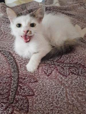 Der 8 Monate alte Loki sucht eine neue Familie.