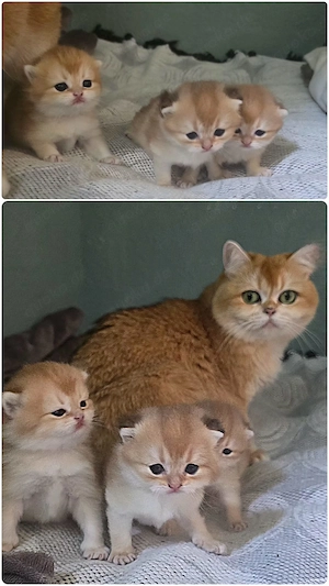 Männliches Kitten BKH golden shaded black point