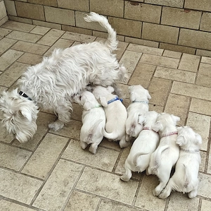 Zwergschnauzer Welpen aus liebevoller Hobbyzucht 