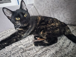 Liebevolle Katze sucht neues Zuhause   