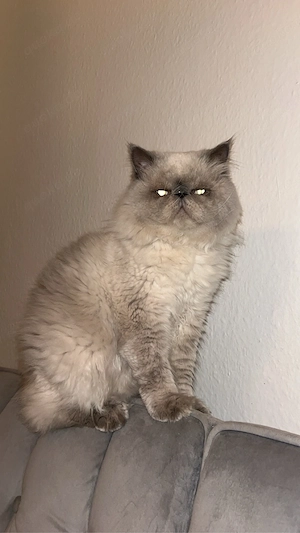 Liebevoller Persischer Kater (geb.08 2023) sucht neues Kuschel-Zuhause