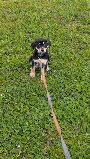 husky mix welpe 10 wochen