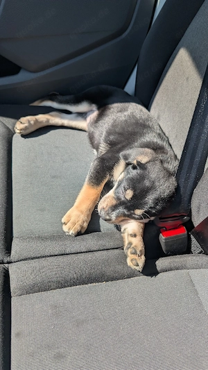 Husky Rottweiler mix 