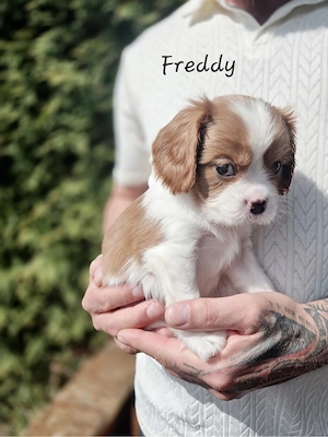    Unsere letzten kleinen Herzensbrecher suchen ihr Für-immer-Zuhause 